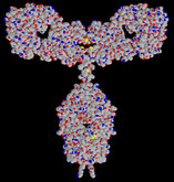 Adalimumab 2 V14A10