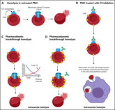 Eculizumab Blood Brodsky V23C23