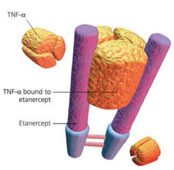 Etanercept V14H14 Etanercept V14H14