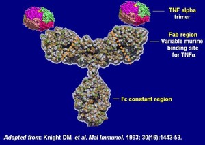 Infliximab V13I13