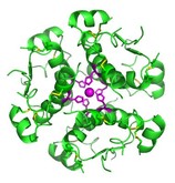 Insulin 2 V13E10