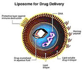 Liposome V15L11