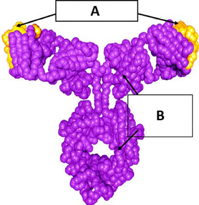 Omalizumab V22D06 Omalizumab V22D06