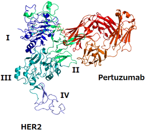 Pertuzumab HER2 Wiki V26A23