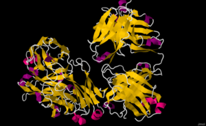 Rituximab V13D29