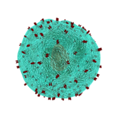 T cell V21G23