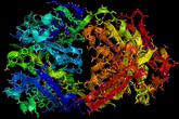 Trastuzumab Herceptin V13D12